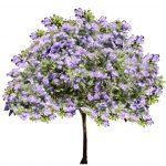 Jacarandamimosifolia1