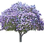 Jacarandamimosifolia2