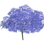 Jacarandamimosifolia3