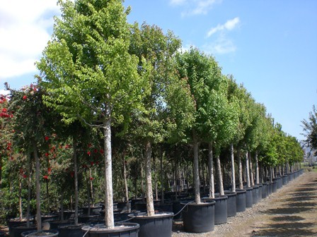 Liquidambar styraciflua