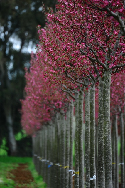 Malus ‘Crimson Brilliant’