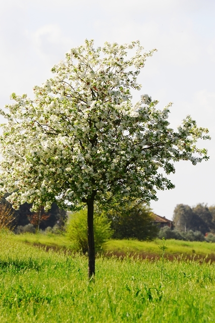 Malus floribunda