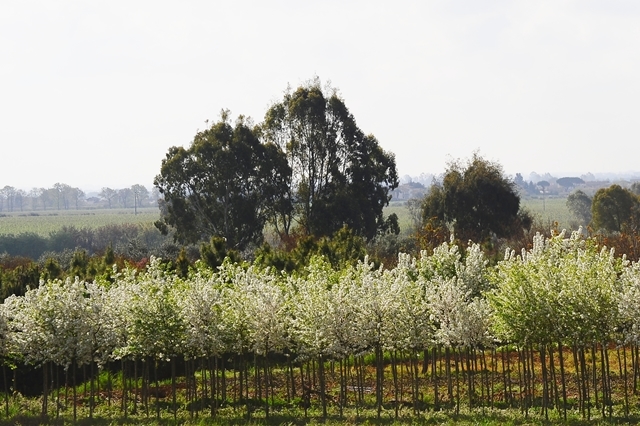 Malus floribunda (2)