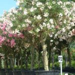 Nerium_oleander35_ARCH