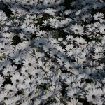 Osteospermum_ecklonis