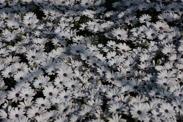 Osteospermum_ecklonis