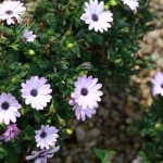 Osteospermum_pluvialis