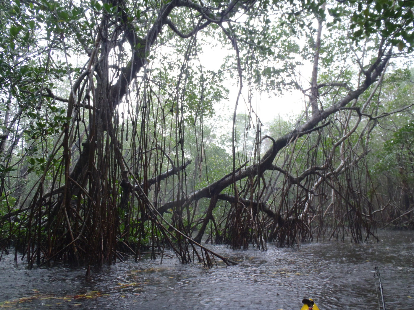 Mangrove Wall – Everglades, FL