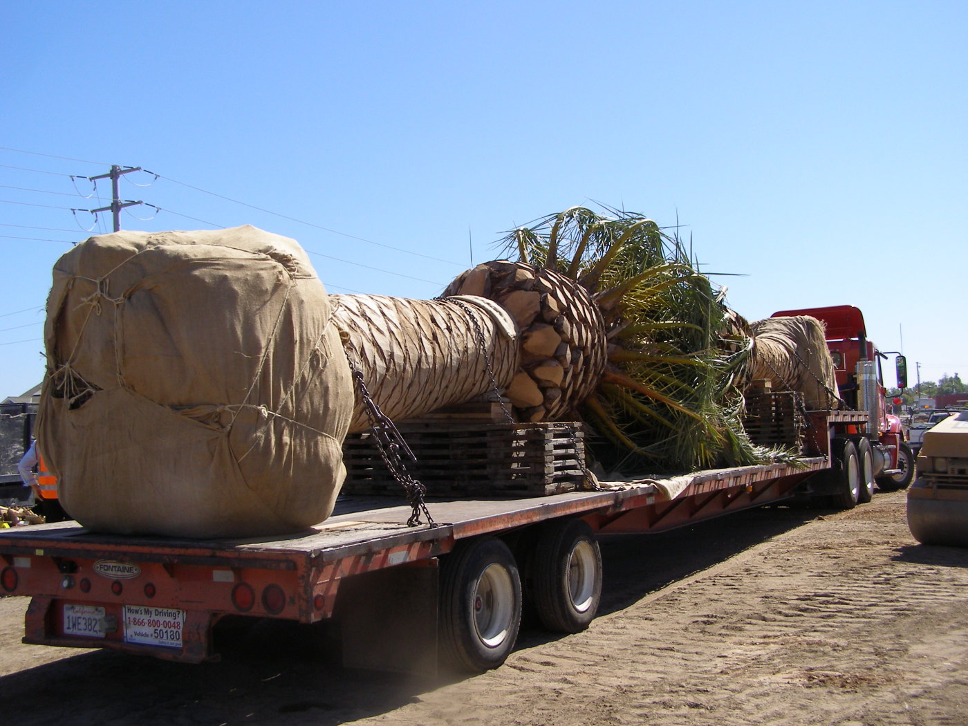 Freedom Park Dr. Palm Tree Installation