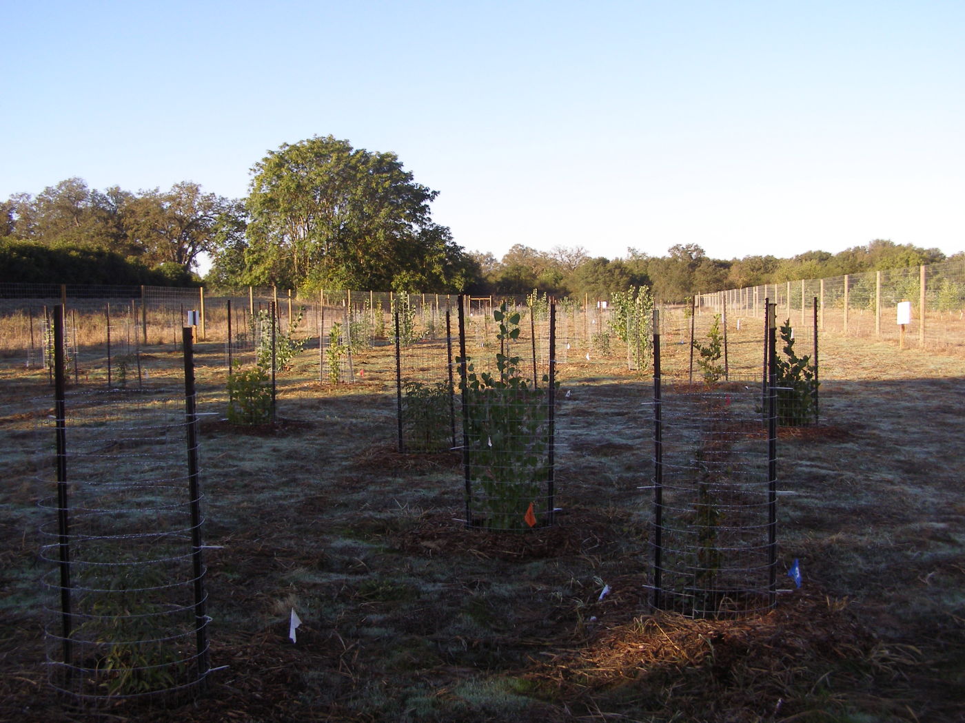 Valley Elderberry Longhorn Beetle Mitigation Project