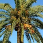 Phoenixcanariensis