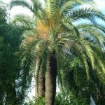 Phoenixcanariensis