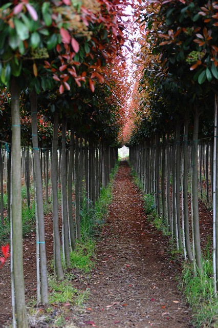 Photinia x fraseri ‘Red Robin’