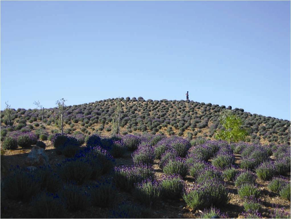 Elysia – Meditation Hill, Spanish lavender