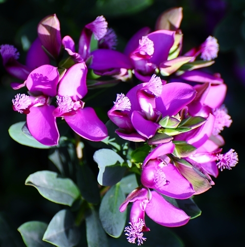 Polygala myrtifolia