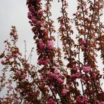 PrunusserrulataKanzan5