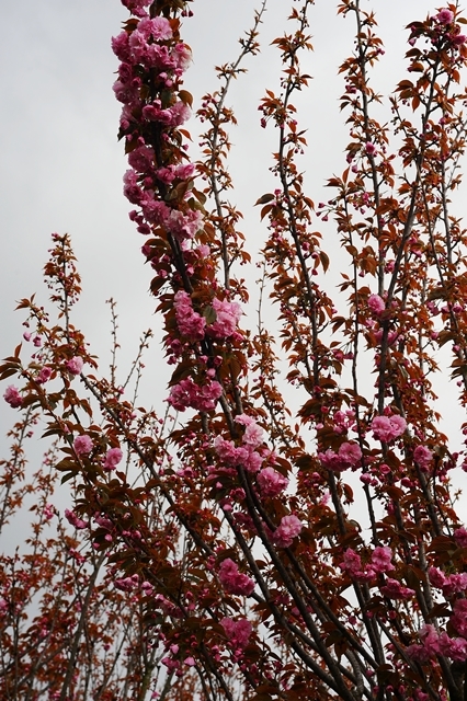 Prunus serrulata ‘Kanzan’