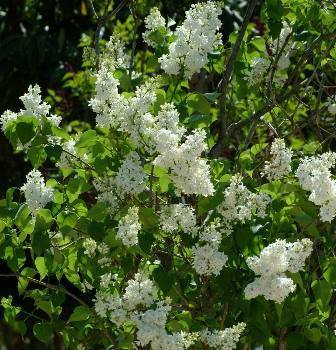 Syringa vulgaris