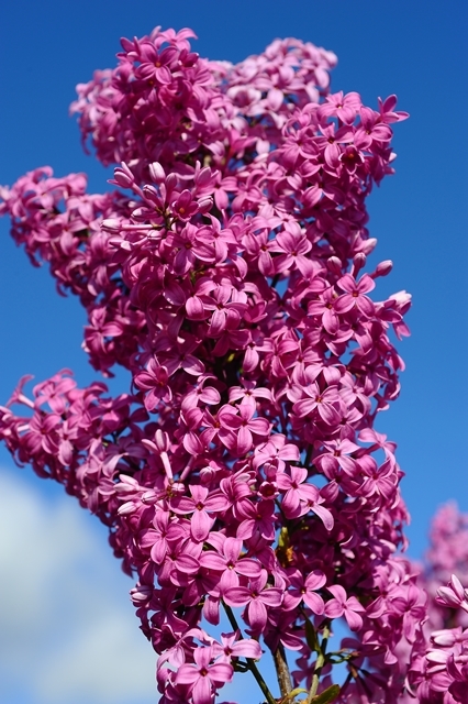 Syringa vulgaris ‘Andenken an Ludwig Spath’