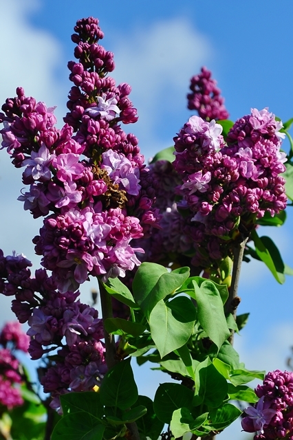 Syringa vulgaris ‘Charles Joly’