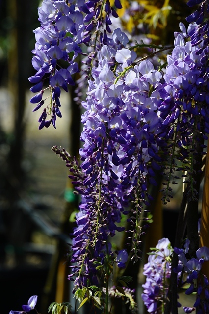 Wisteria sinensis