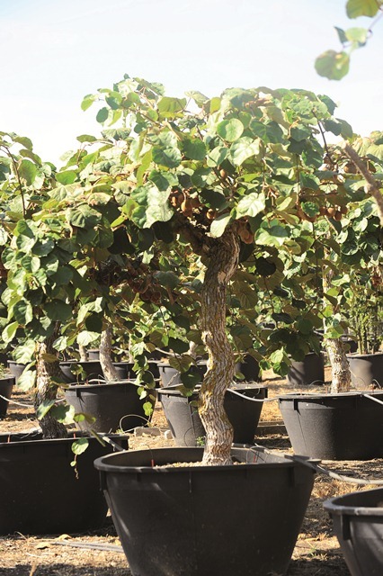 Actinidia deliciosa