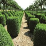 buxus8