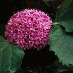clerodendronbungei_