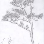 pinetree_sketch
