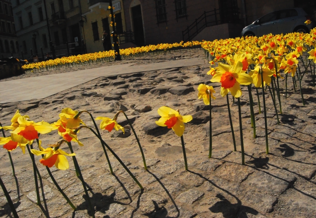 Spring instalation – Lublin, Plac Po Farze