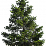 2368-1pine_tree_png_by_paradise234d5fvhyc
