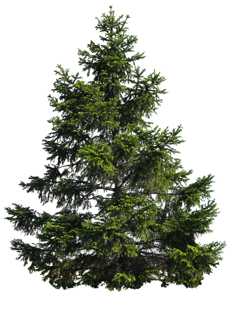 1 pine_tree_png_by_paradise234-d5fvhyc