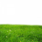 2378-png_grass_by_paradise234d5cd3md