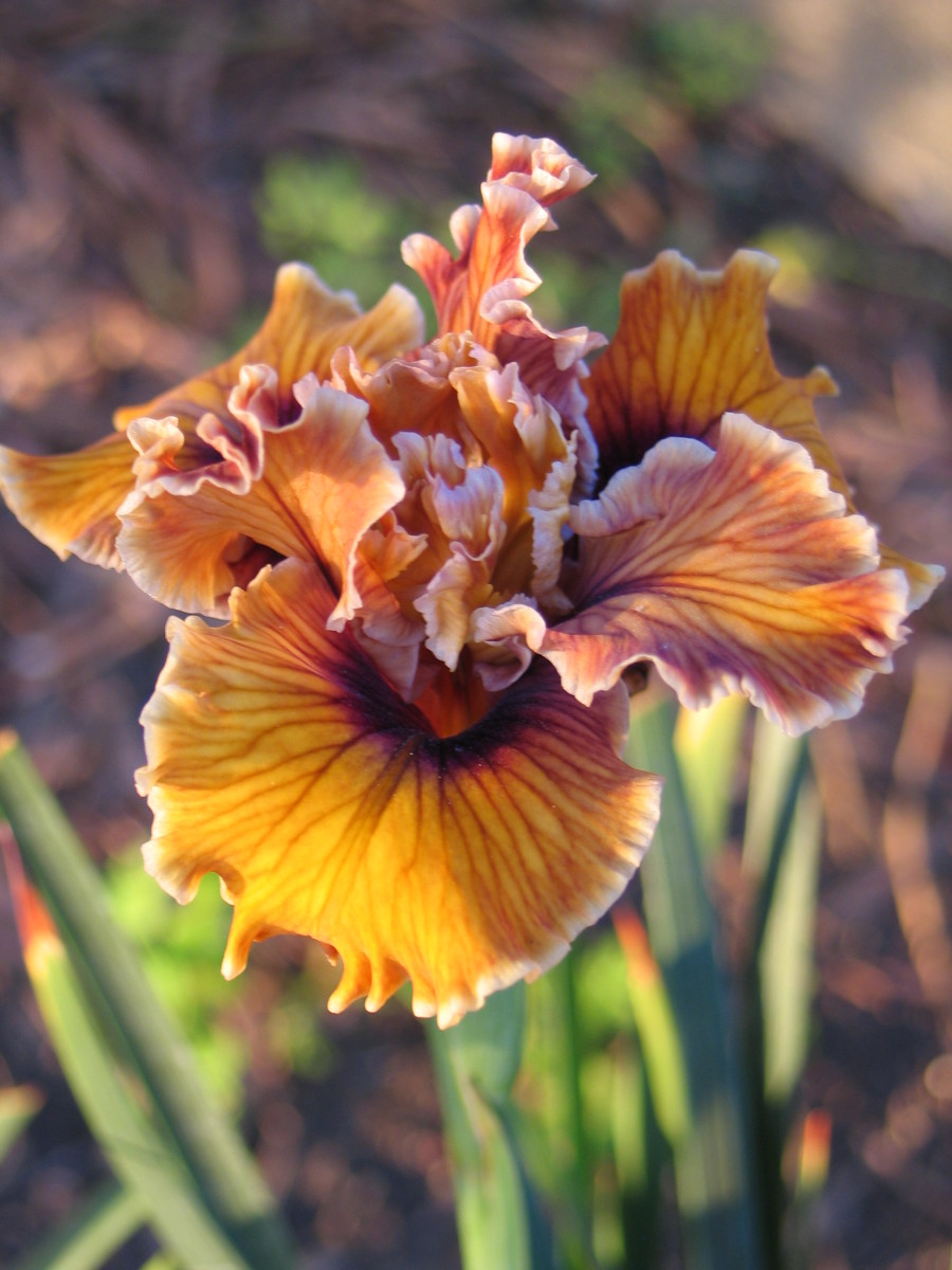 Iris douglasiana unnamed cv