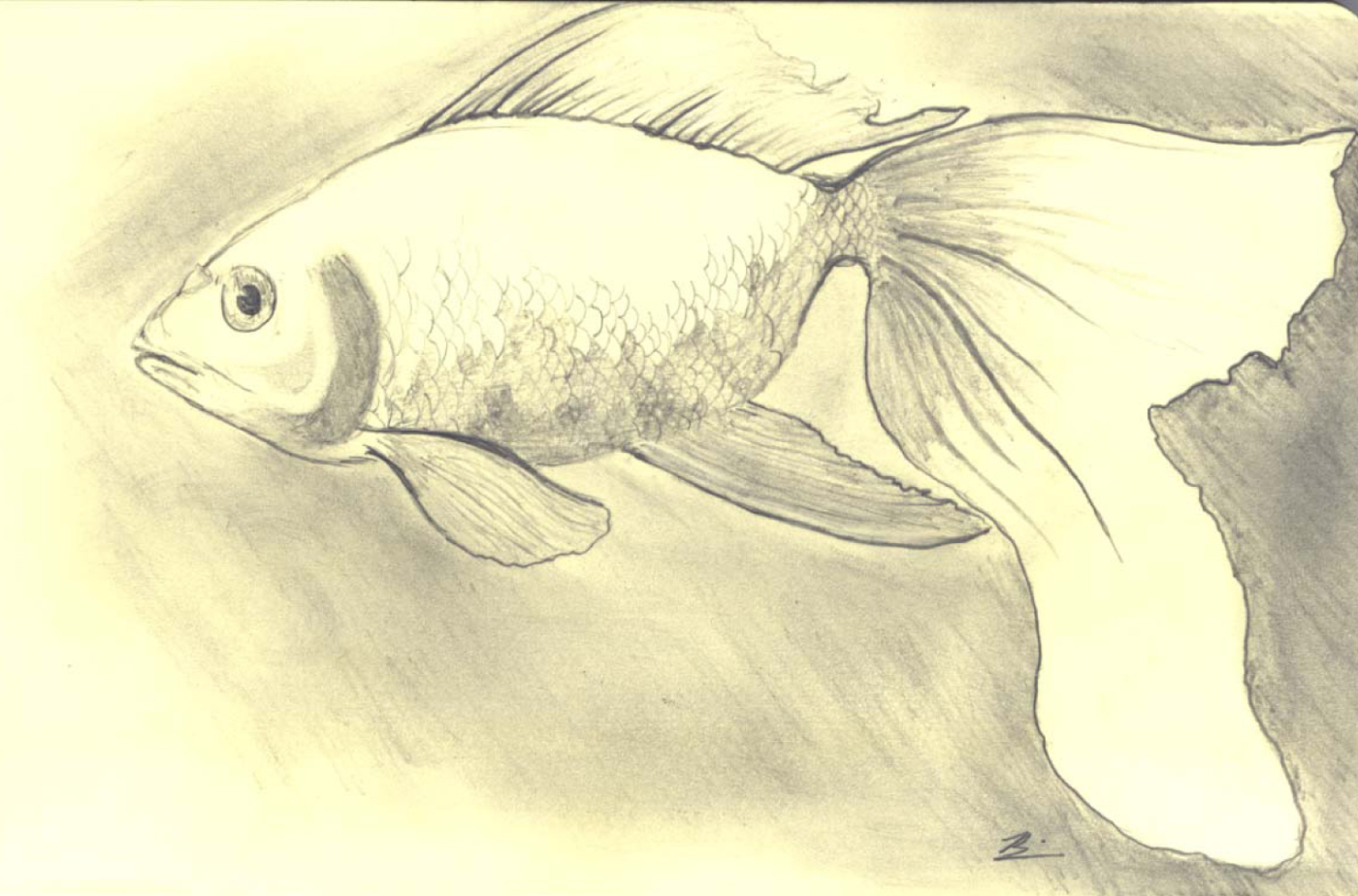 Sketch of a Fish