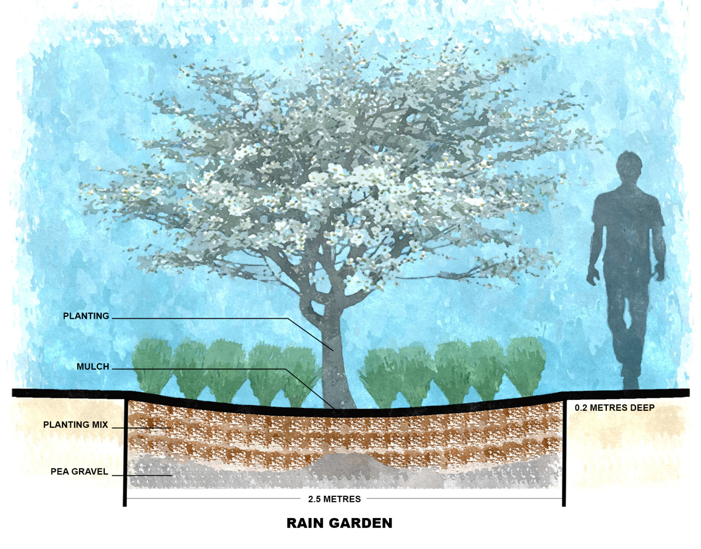 Rain Garden Section