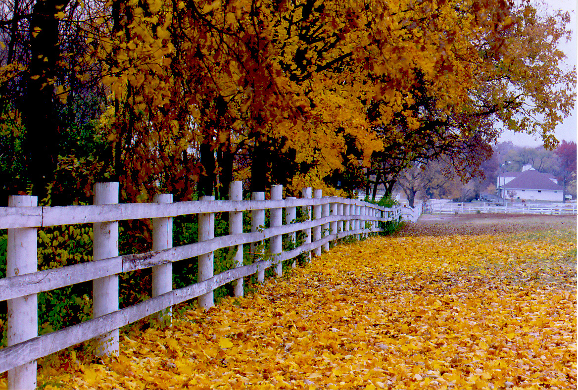 White Fence during Fall