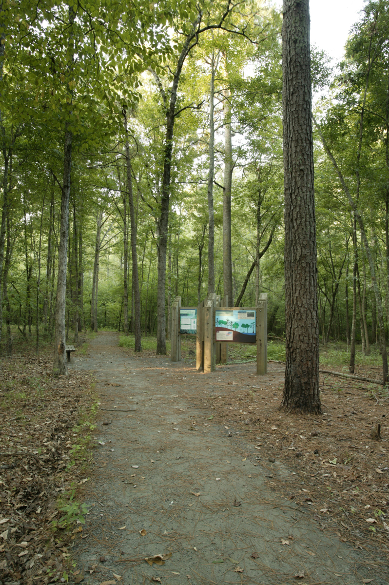 Pine Resin Trail