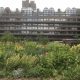 Barbican - Planting by Nigel Dunnett