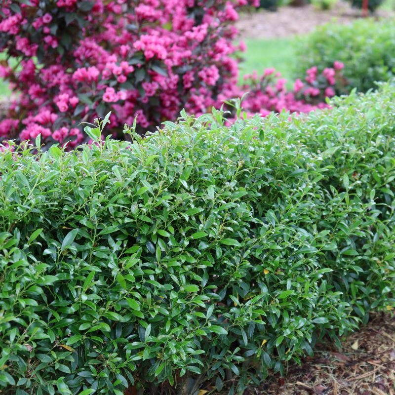 Gem Box® Native alternative to boxwood Land8