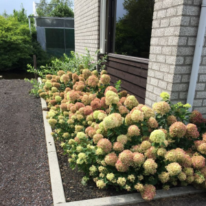 Little Lime® - Compact versions of old favorites