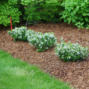 Low Scape Mound® - Dwarf forms of native plants