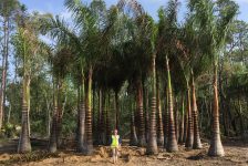 Construction administration on large projects can include verifying the condition and size of trees delivered to a site - as Leigh Gevelinger, principal of Coastal Vista Design, demonstrates here