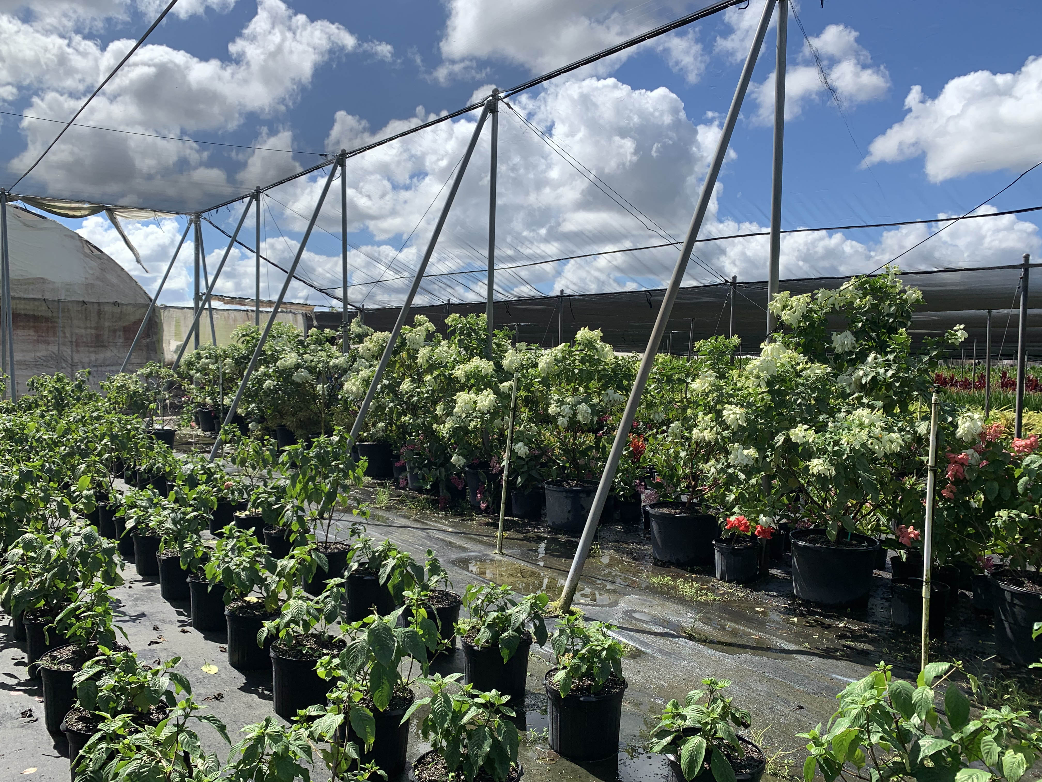 These Mussaenda are in full bloom on the right, but about ready to be cut back and stored for winter (on the left)