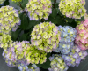 Hydrangea Lets Dance Sky View IMG_E1373.JPG