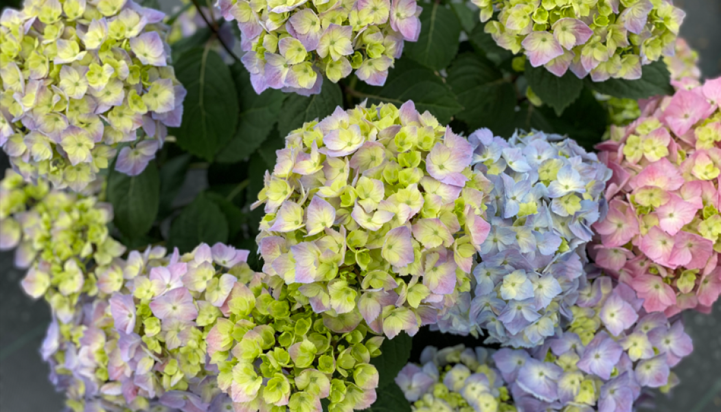 Hydrangea Lets Dance Sky View IMG_E1373.JPG