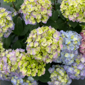 Hydrangea Lets Dance Sky View IMG_E1373.JPG