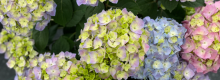 Hydrangea Lets Dance Sky View IMG_E1373.JPG