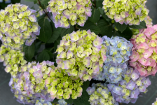 Hydrangea Lets Dance Sky View IMG_E1373.JPG