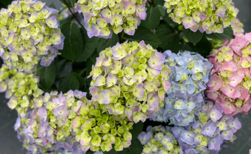 Hydrangea Lets Dance Sky View IMG_E1373.JPG